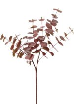 Eucalyptus