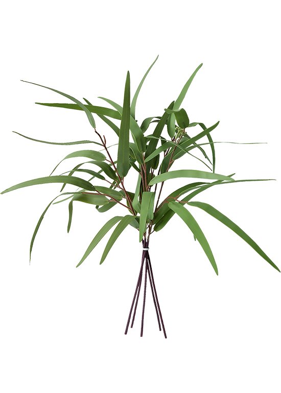 柳叶全-1 Weeping Willow
