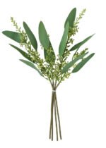 Eucalyptus