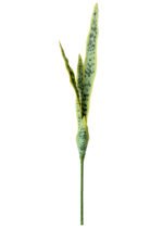 Snake Plant