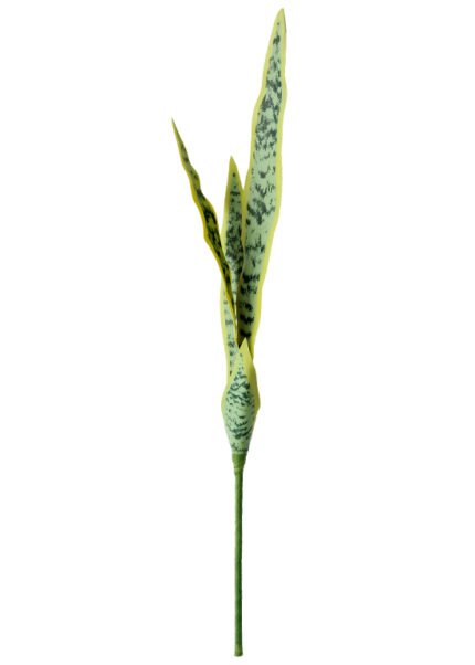 Snake Plant