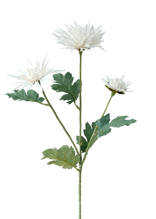 蟹爪菊-3