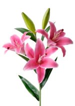 red artificial flowers latex lily