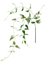 Clematis Leaves