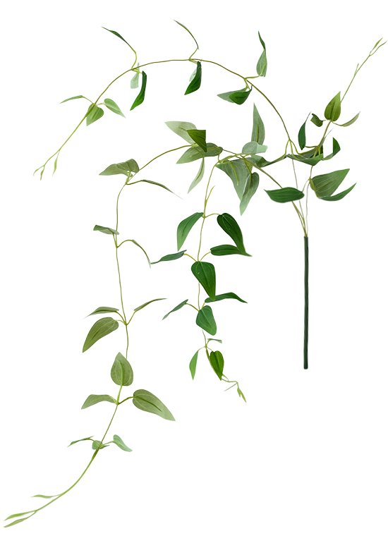 铁线莲叶全-1 Clematis Leaves