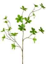 Enkianthus