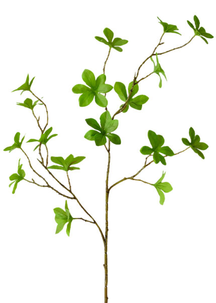 Enkianthus