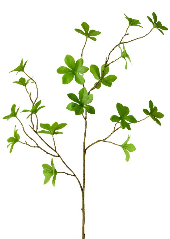 吊钟-1 Enkianthus